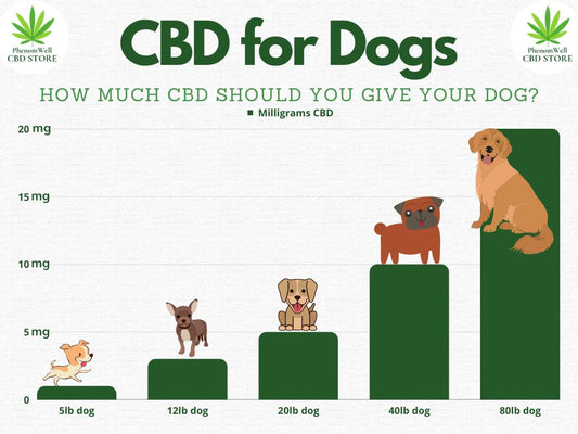 How much CBD should you give your dog? - PhenomWell CBD Store