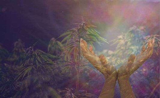 Healing hemp - PhenomWell CBD Store