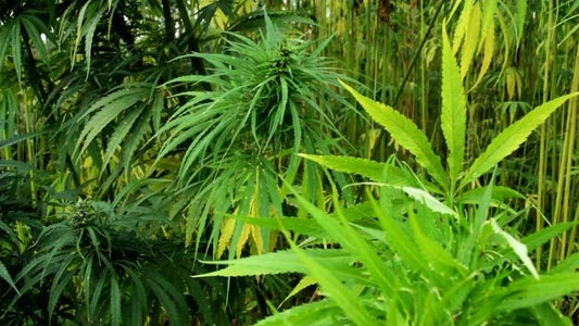 Hemp and Planet Earth - PhenomWell CBD Store