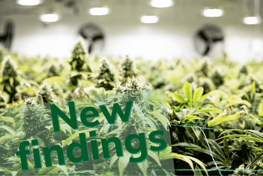 Some new findings in the world of cannabis - PhenomWell CBD Store