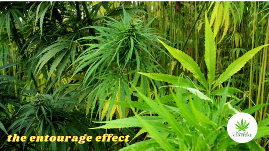 The entourage effect - PhenomWell CBD Store